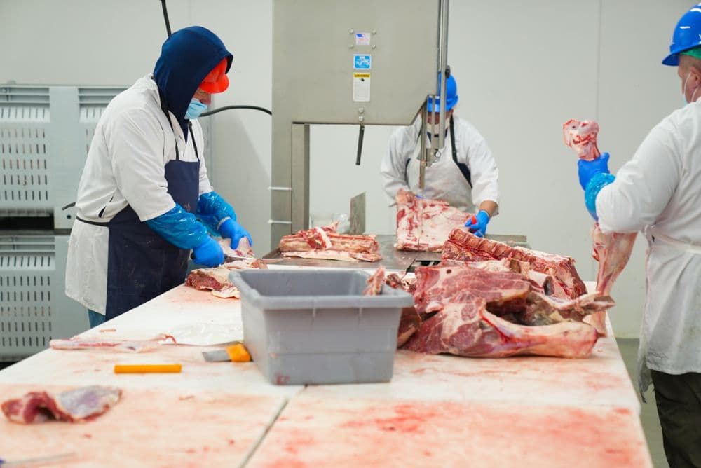 Gloved workers processing meat on stainless surfaces.